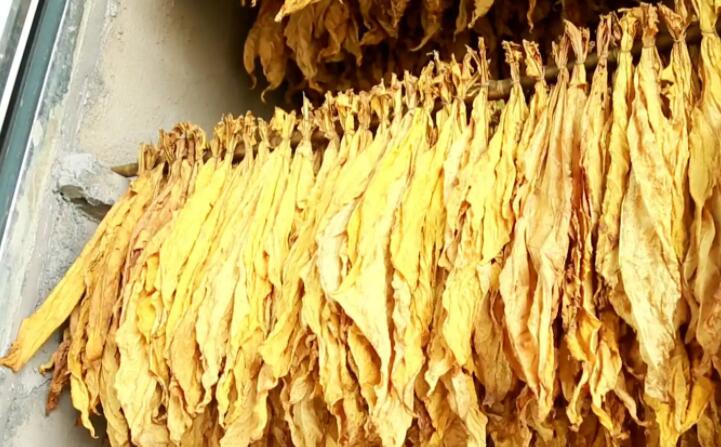 木屑顆粒燃料烘烤煙葉可以嗎？